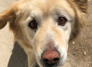 Сдружение „Пет систърс“ събра 2300 лв. от продажбата на благотворителен календар