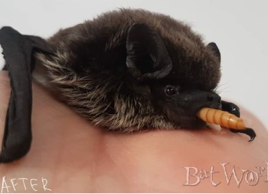 Прилепчето Жени и битката за живот ден и нощ