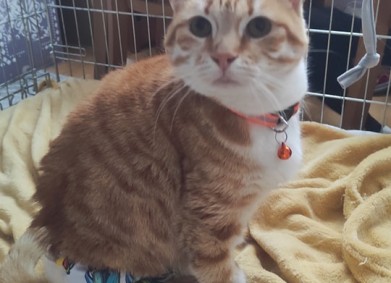 За животните с любов!