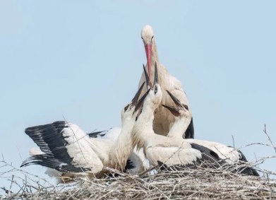 Българско дружество за защита на птиците (БДЗП) отчита ръст в броя на белите щъркели