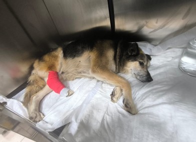 Прострелян, но спасен: парадоксалният случай на уличното куче дядо Марко в Габрово