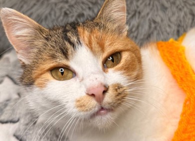 Фондация „Десети живот“ отчита месец, изпълнен с добри новини