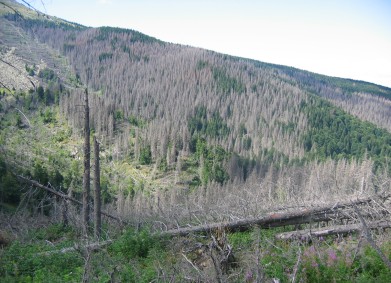 Тайните на Витошката гора