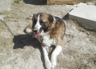 Спасителен център Дом Динев