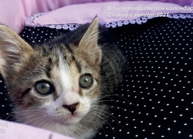 Благотворителни календари в помощ на животните в Бургас