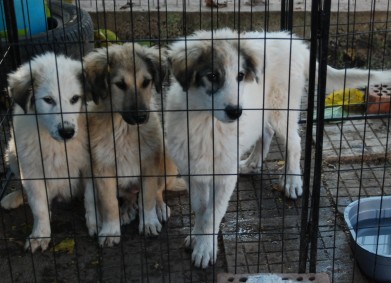 Дом, надежда за животните!