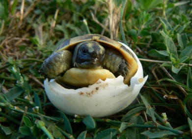 На крачка от успеха е лечебницата за костенурки в село Бяла!