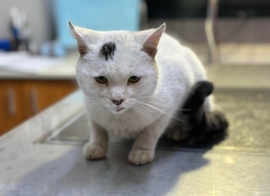 Дари живот на бездомните!