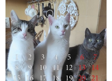 Отворете сърцата си за бездомните животни!