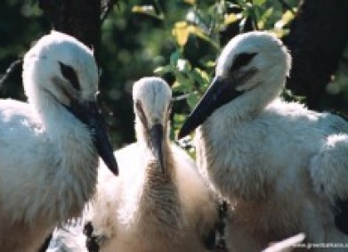 DMS PROLET  – Спасение за белите щъркелчета!