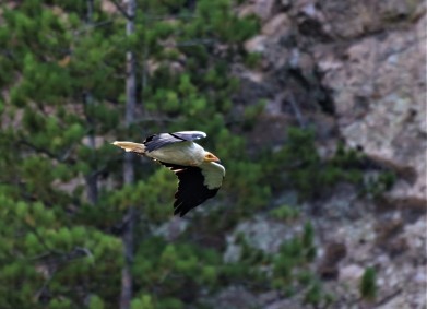 Помогнете да надбягаме времето и да опазим египетския лешояд