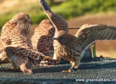 DMS SOKOL – Зимата на белошипите ветрушки