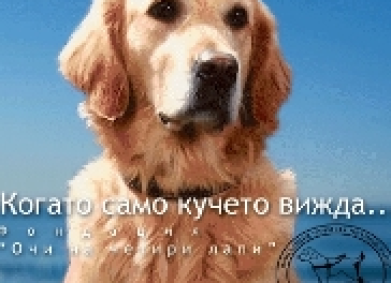 Фондация  „Очи на четири лапи“