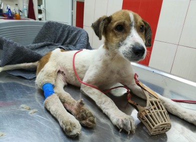 Отворете сърцата си за бездомните животни!