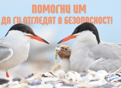 Помогнете на редки птици да отглеждат в безопасност малките си