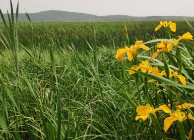 След пожара на Драгоманското блато мостчетата ще бъдат с нов маршрут
