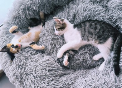 Котешки новини от август