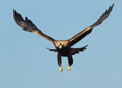 Дом за царския орел!