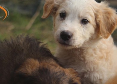 Помогни на безпомощните!